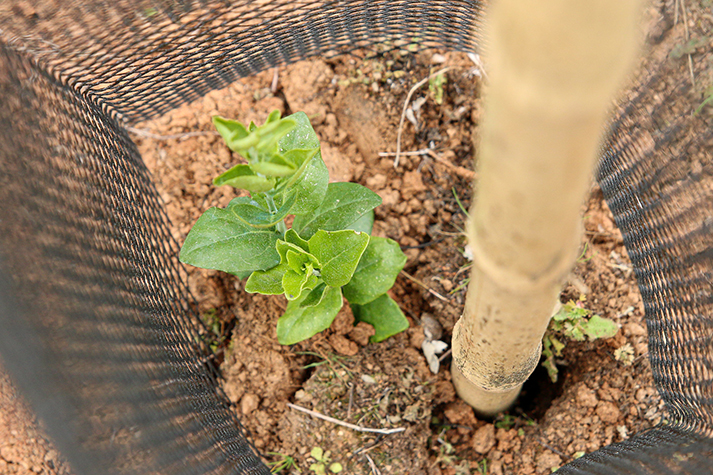 photo card restauracion